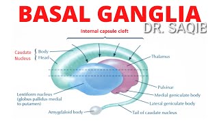 Basal Ganglia  Structure and Function  Neuroanatomy [upl. by Siloam]