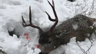 blacktail deer hunting [upl. by Bart]