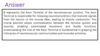 Identify the part of the neuromuscular junction at B B A Axon Terminal [upl. by Casandra517]