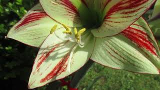 Moon Scene Amaryllis Hippeastrum X Hybridum [upl. by Nepsa149]