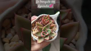 Agavoides💞🥰unshortunamaceta [upl. by Klehm]