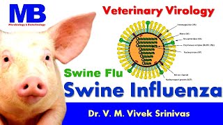 SWINE INFLUENZA  Microbiology  Vivek Srinivas  H1N1 Swineflu Pigflu [upl. by Einnal280]