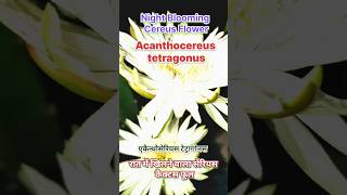 रात में खिलने वाला फूल🪷  Night Blooming Cereus Cactus Flower🌵cactusflower cactus naturelovers [upl. by Frieda735]