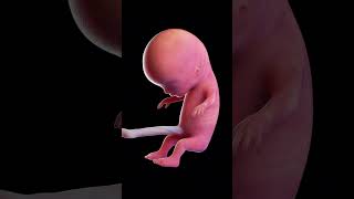 Babys Growth In Mothers Womb 0 TO 9 MONTHS😱How Miracle Is Formed From Sperm to Human😳😳 [upl. by Neil]