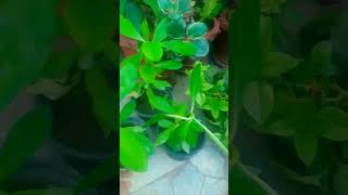 Euphorbia bicompacta plantseuphorbiahouseplant nature [upl. by Ayanal920]