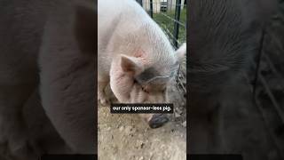 Wilbur is still our only sponsorless pig 😳🐷 For less than 1 a day you can support him pigs [upl. by Eppilihp]