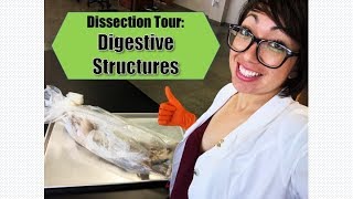 Dissection Tour Digestive Structures [upl. by Karina912]