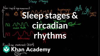 Sleep stages and circadian rhythms  Processing the Environment  MCAT  Khan Academy [upl. by Maitilde]