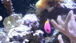 Bicolor Dottyback Care [upl. by Enilorak]