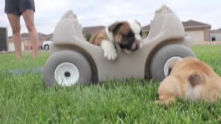 Cutest English Bulldog Puppies EVER [upl. by Altis]