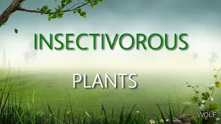 Insectivorous Plants EVS GRADE 4 CBSE [upl. by Reywas265]