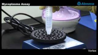 Mycoplasma Assay [upl. by Marlea]