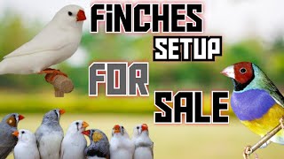 FINCHES SETUP FOR SALE  FINCHES BREEDING COLONY FOR SALE  JUNGLE ON TERRACE  finches birds [upl. by Annaierb]