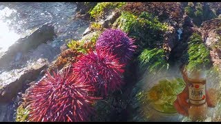 Foraging Sea UrchinUni and Made Urchin Salad [upl. by Yrohcaz]