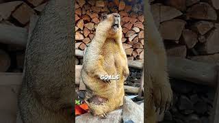 Marmot Life Eat and Sleep marmot cuteanimals funfacts [upl. by Victory950]