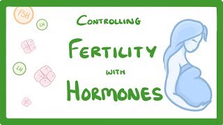 GCSE Biology  What is IVF How Does IVF Work and What Are The Risks IVF Explained 62 [upl. by Alcock]