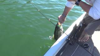 Nice Fall Bass On a Bucktail [upl. by Valerye]