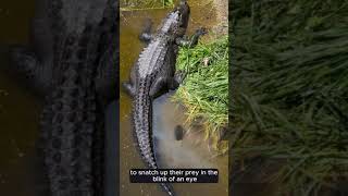 Unbelievable Crocodile Facts You Never Knew Shorts crocodileFacts Viral AnimalFactsJourney [upl. by Christiano]