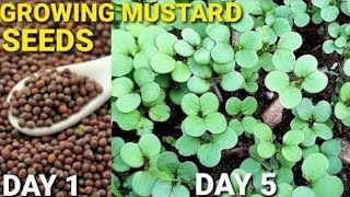 How to Grow Mustard Greens Vlogsforplants mustardseeds [upl. by Langbehn944]