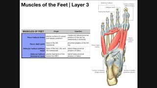 Intrinsic Muscles of the Feet Part 2  Layers 3 amp 4 [upl. by Aggappe]