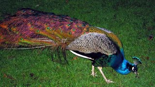 most beautiful peacock in the worldpeacock peacockdance vlog video [upl. by Netaf81]