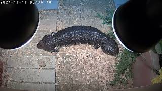 female shingleback skink [upl. by Aileda]