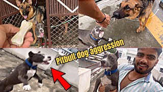 Oscar Pitbull Dog Never Control By Aggression [upl. by Noli443]