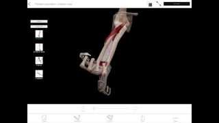 LearnVisible Body  Forearm Pronation and Supination [upl. by Annaynek618]