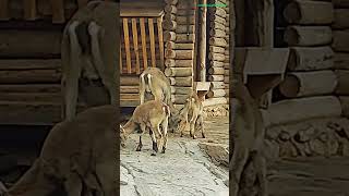 Interlaken Ibexs shorts 13 ibex animals steinbock interlaken tiere [upl. by Oicor859]