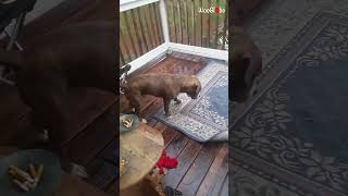 Dogs Hilarious FacePlant During Wet Rug Tango [upl. by Meer]