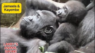 Baby Gorillas  Jameela 23 and Kunda gorillas [upl. by Klayman]