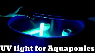 UV light for Aquaponics hybrid aquaponics system [upl. by Germin]