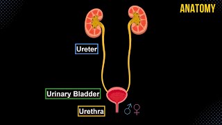 Ureter Urinary Bladder amp Urethra Structures amp Walls  Urinary System Anatomy [upl. by Lemmie889]