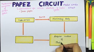 Papez circuit  Medial limbic Circuit  Connections  Function [upl. by Riker74]