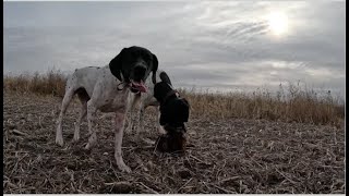 Iowa Pheasant Hunting These pheasants arent acting like pheasants [upl. by Trilley]