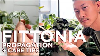 Fittonia Nerve plant Rescue Care Tips and Propagation  WITH SATISFYING UPDATES [upl. by Ardith311]