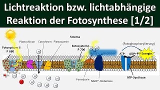 Lichtabhängige Reaktion Lichtreaktion Primärreaktion der Fotosynthese 12 Biologie Oberstufe [upl. by Town872]