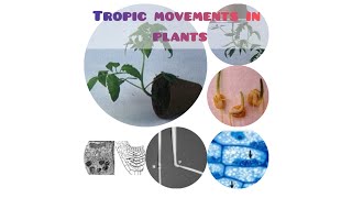 Tropic movements in plantsTheir typesLearn with Ghazal🌴Special for beginners [upl. by Ashman]