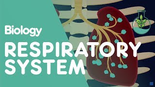 Respiratory System  Introduction  Physiology  Biology  FuseSchool [upl. by Anelrihs]