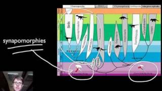 Phylogenetics [upl. by Harrison]