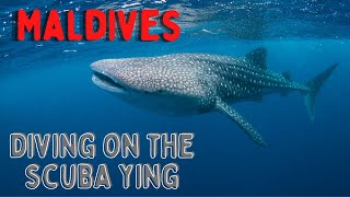 Best live aboard in the Maldives Floating Resort by Scubaspa Scuba Ying [upl. by Ottinger814]