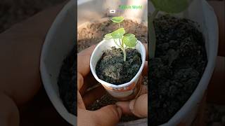 Nasturtium planting gardening viralshorts trending [upl. by Nodnal997]