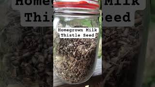 Home Grown Milk Thistle Seed  Homemade Milk Thistle Tincture Full Milk Thistle video on my channel [upl. by Annid]