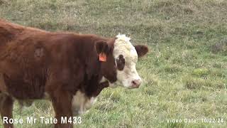 Lenth Herefords Bull quotRose Mr Tate M433quot [upl. by Egrog]