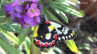 Red Spotted Jezebel Butterflies [upl. by Kevan]