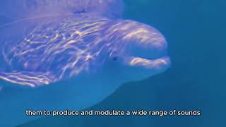 The Singing Whales and the Secret of Underwater Communication [upl. by Marigold]