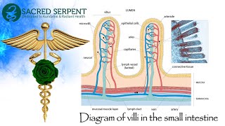 DIGGING GRAVES WITH THEIR TEETH OVEREATING amp THE DESTRUCTION OF MICRO VILLI  THE CULTURAL NORM [upl. by Miquela]