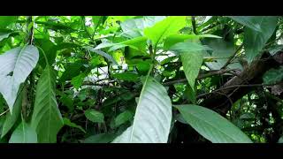 Plant 01  Adusoge gida  aadu muttada soppu  Malabar nut tree  Justicia adhatoda  Herbal [upl. by Wesley]