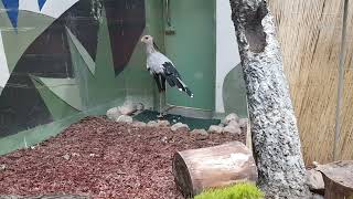 Secretary bird and New Guinea coucal [upl. by Maude]