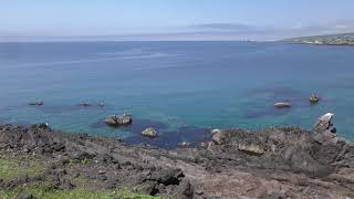 オオセグロカモメ 北海道 利尻島 2019年6月24日 [upl. by Amary706]